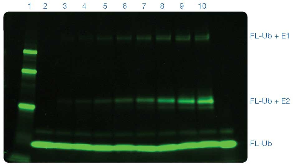 Fluorescerende Gel Beeldvorming