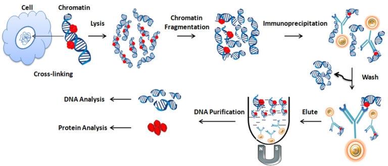 Chromatine immunoprecipitatie
