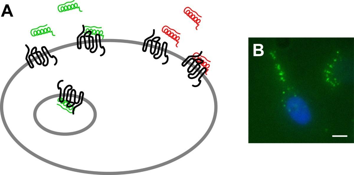 GPCR Membraan Eiwit Microarray