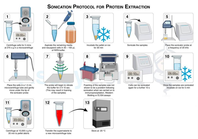 Sonicator met hoge reproduceerbaarheid