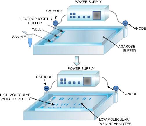 Moleculaire Biologie Running Buffer