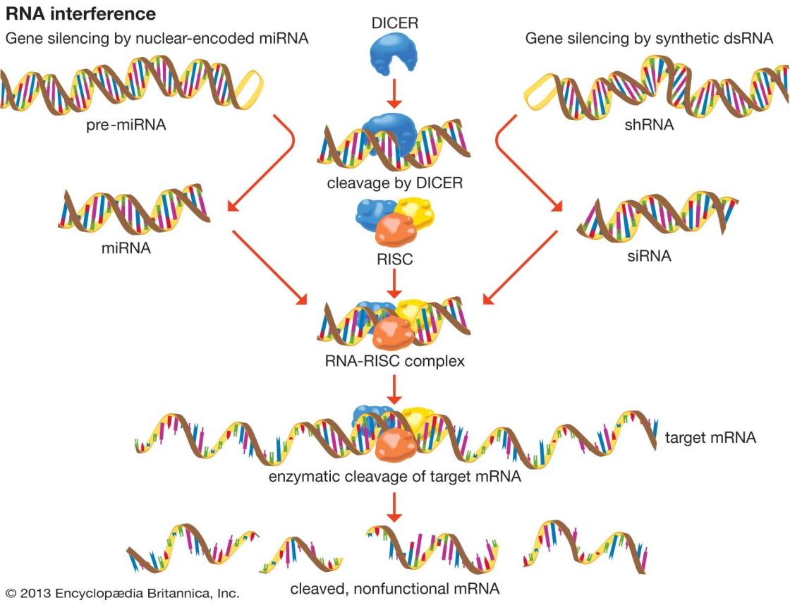RNA-elektroforese