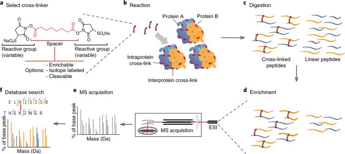 Analyze Membrane Proteins with XL-MS is een van de meest praktische manieren om 