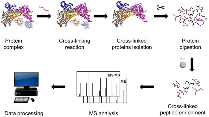 Crosslinking MS voor eiwitcomplexen