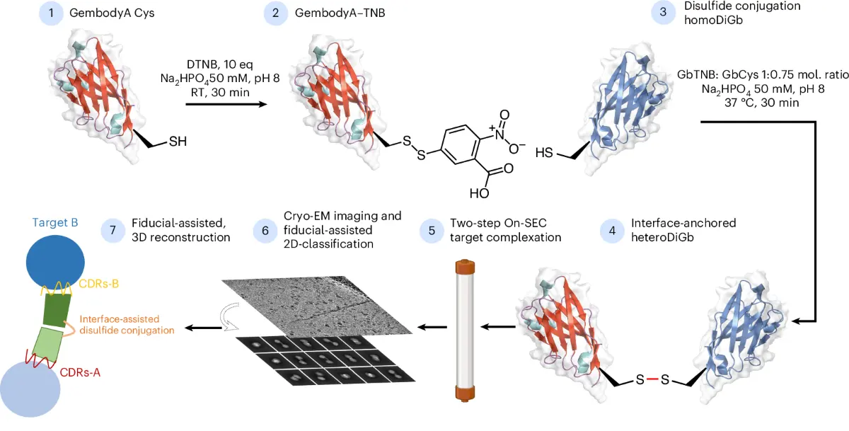Hoge resolutie Cryo-EM