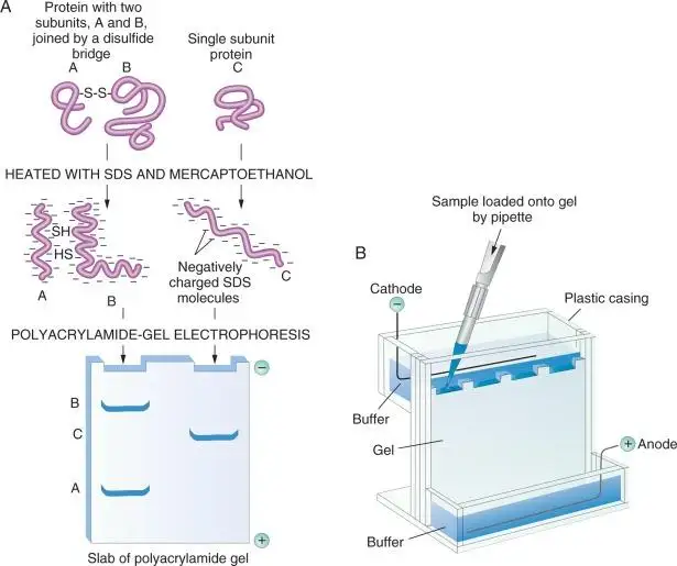 Super snelle Running Buffer voor RNA