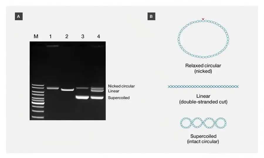 DNA-elektroforese